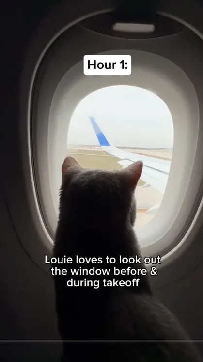 ▲（圖／翻攝自TiTok）