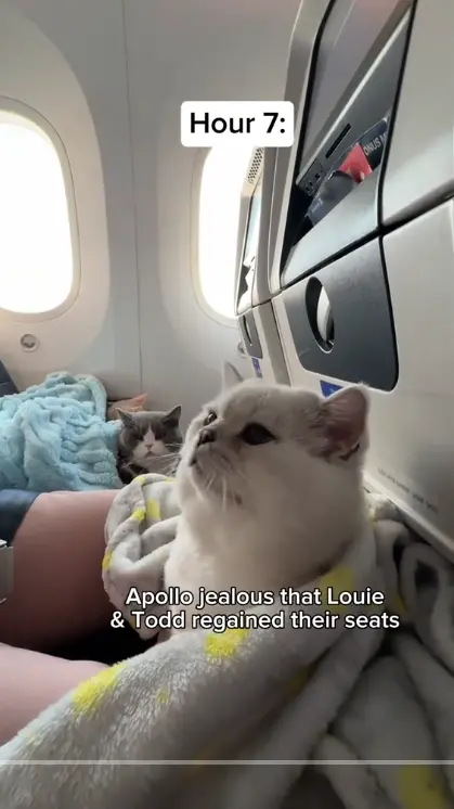 ▲（圖／翻攝自TiTok）