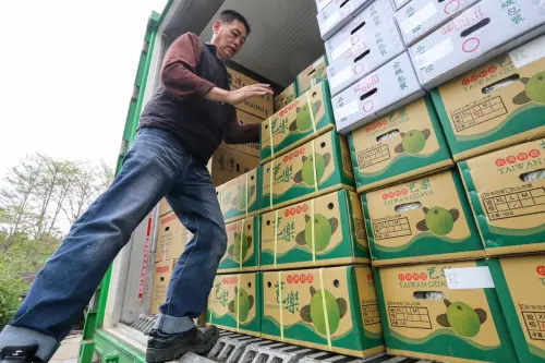 ▲農業部日前宣布，歐盟正式開放台灣芒果與芭樂進入歐洲市場。（圖／南市府提供）