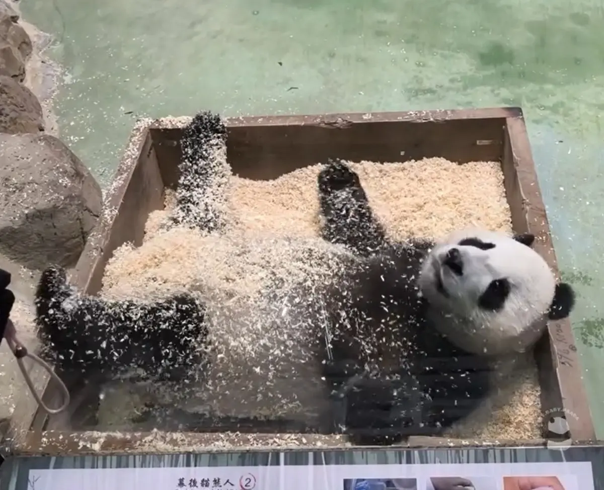 貓熊圓寶滾木屑！軟Q畫面「像花生麻糬裹粉」 眾讚：想打包帶走