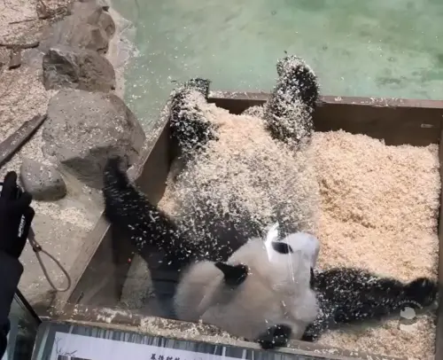 ▲（圖／instagram@always_my_babypanda授權提供）