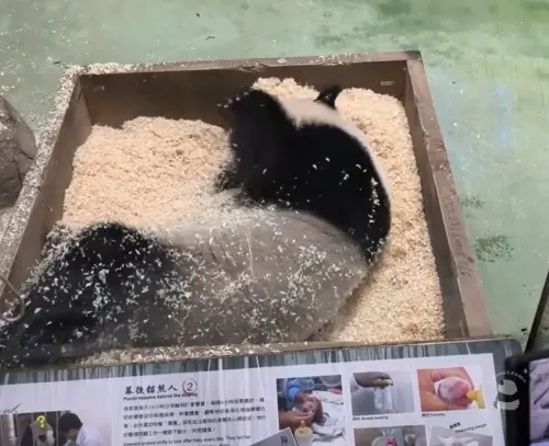 ▲（圖／instagram@always_my_babypanda授權提供）