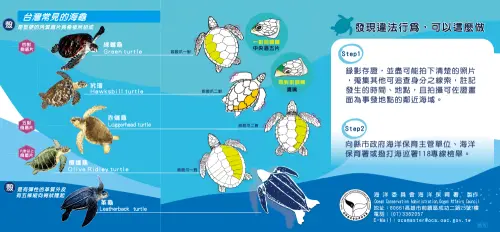 ▲全球僅存7種海龜中，台灣就有發現過5種，更顯出台灣對於海龜保育的重要性。（圖／海洋委員會海洋保育署）