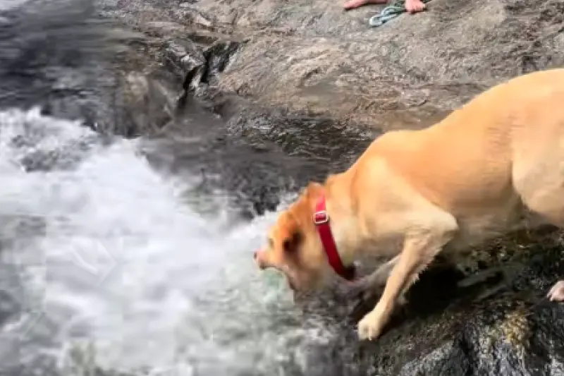 ▲國外一隻名叫哈尼（Honey）的狗狗，跟主人一起外出踏青時，開始展開一場「對抗水流」的爆笑攻擊戰。（圖／翻攝自TikTok）