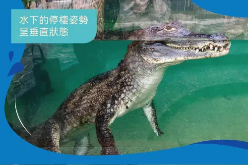▲鱷魚在水下的棲地姿勢呈現垂直狀態。（圖／壽山動物園臉書）