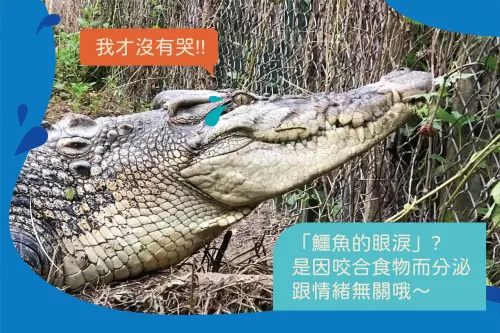 ▲「鱷魚的眼淚」是一句有名的西方諺語，傳說中鱷魚在吃人之前會流下虛偽的眼淚，但鱷魚流淚只是因為咬合壓迫鼻竇，刺激到淚腺而分泌淚水。（圖／壽山動物園臉書）