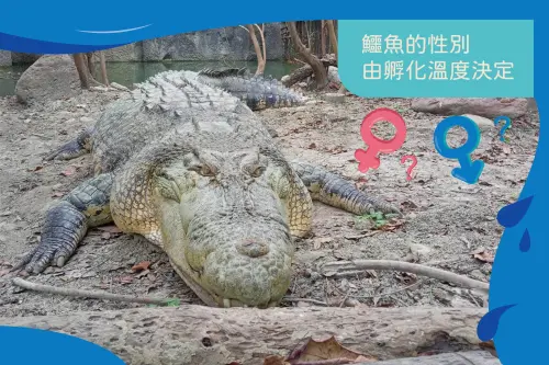 ▲鱷魚的性別受孵化時溫度而決定，有些鱷魚是高溫孵出雄性，低溫孵出雌姓；有些則是高低溫孵出雌性，中間溫度才是雄性。（圖／壽山動物園臉書）