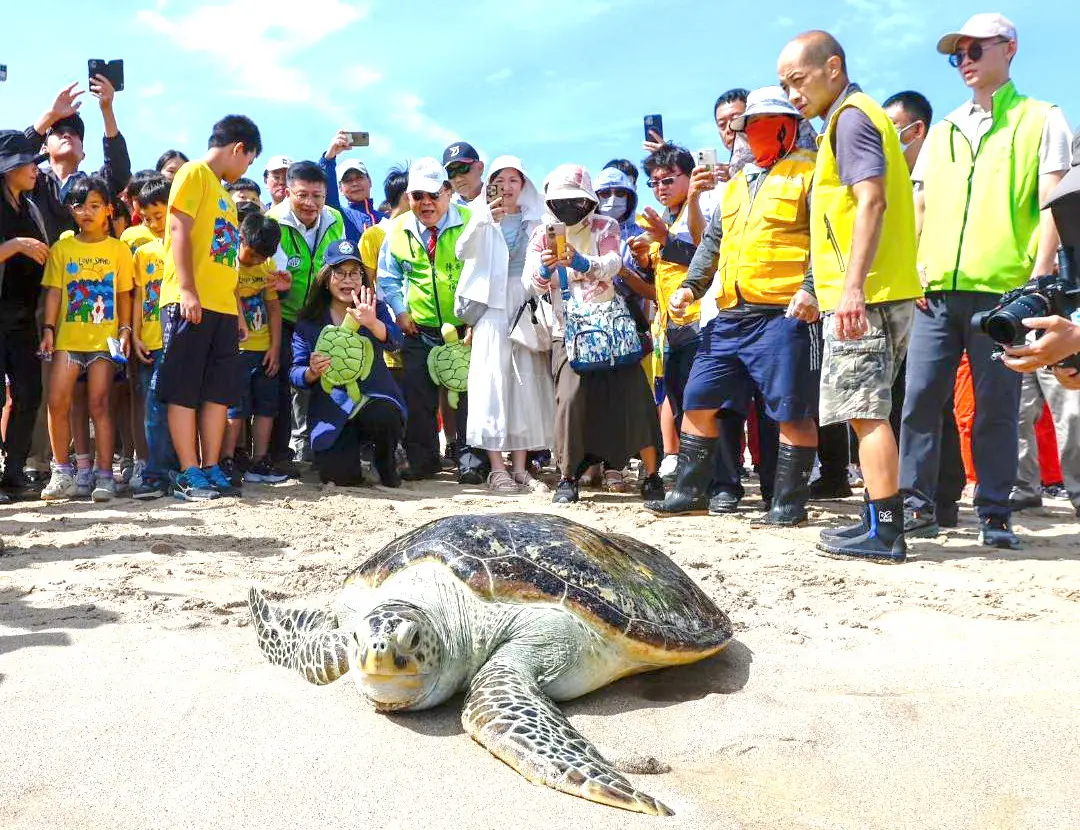 ▲海洋委員會海洋保育署攜手澎湖縣政府舉辦野放海龜行動。(圖／海洋保育署提供)