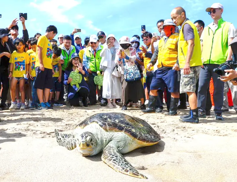 ▲海洋委員會海洋保育署攜手澎湖縣政府舉辦野放海龜行動。(圖／海洋保育署提供)