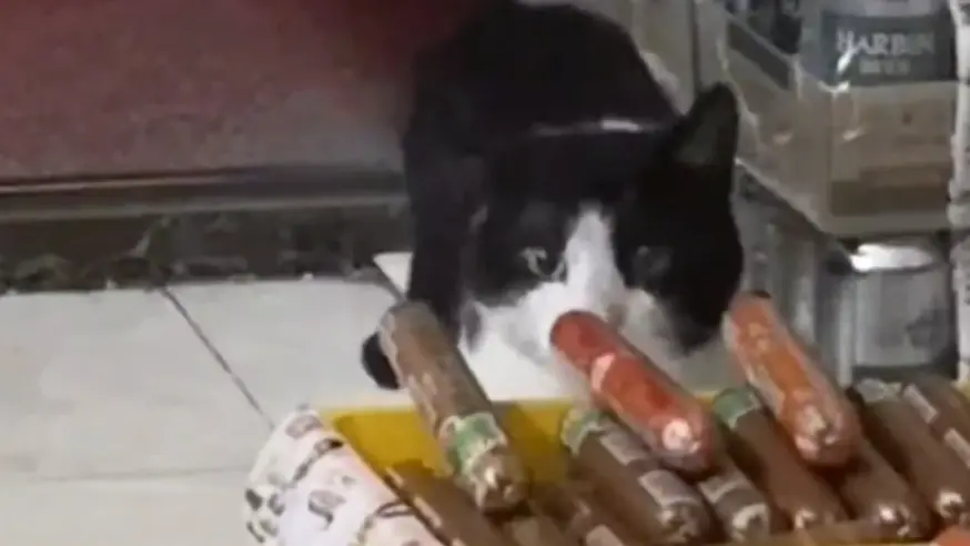 ▲中國一間小雜貨店，日前店門口突然出現一隻行蹤可疑的賓士貓。（圖／翻攝微博）