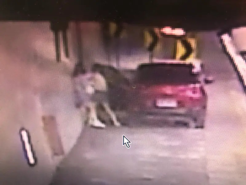 雪隧首例！母女為「這事」丟手機下車大吵還爆丟包提告