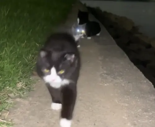 ▲三隻開著遠光燈的貓貓車，散發著惹不起的氣勢靠近人類。（圖／翻攝微博）