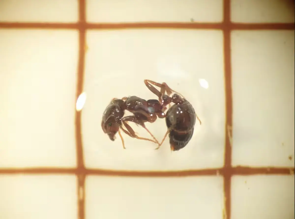 ▲日本環境省及橫濱市27日發出警告，在從中國廈門港運抵橫濱港山下碼頭的貨櫃裡，發現逾2000隻紅火蟻。（圖／日本環境省）