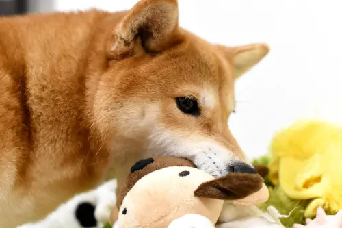 ▲狗狗,狗狗咬玩具（圖／取自photoAC）