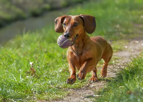 ▲狗狗不願放下玩具，也有可能是因為主人陪牠玩太開心，讓牠捨不得鬆開玩具。（圖／取自pixabay）