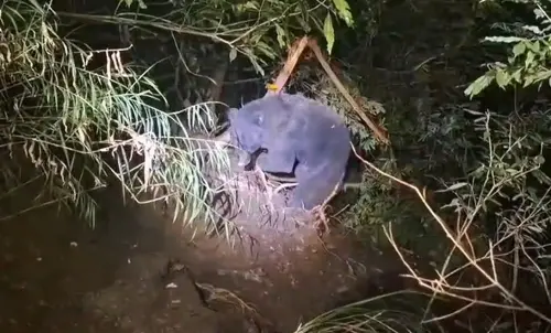 武陵山莊有黑熊!獸醫奔波328公里連夜搶命 受困非法陷阱前掌壞死 ▲成年公熊誤入套索陷阱,被勒住的左前掌已部分壞死。(圖/林業署台中分署提供,2025.06.18)