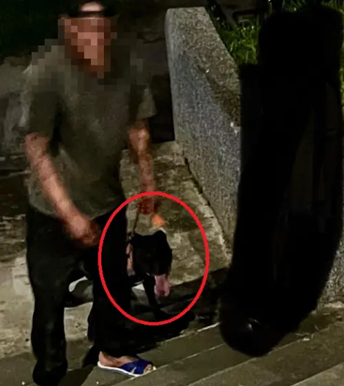 民眾拍下現場照片,證實比特犬當時並未按照規定配戴透氣嘴套。(圖/花蓮同鄉會) ▲民眾拍下現場照片,證實比特犬當時並未按照規定配戴透氣嘴套。(圖/花蓮同鄉會)