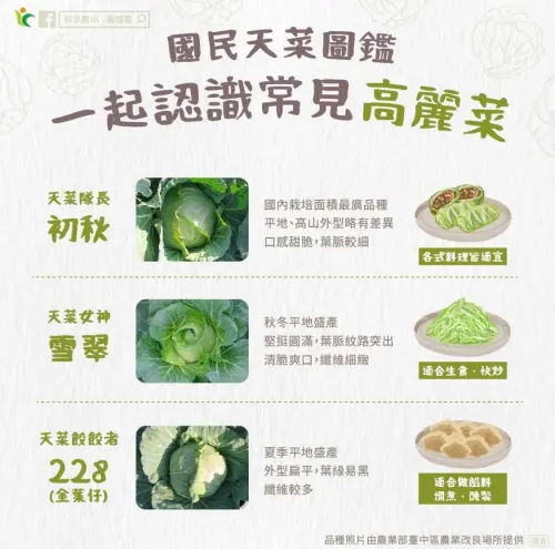 台灣目前市面上常見的高麗菜,則都是經過農改的品種。(圖/農糧署) ▲台灣目前市面上常見的高麗菜,則都是經過農改的品種。(圖/農糧署)