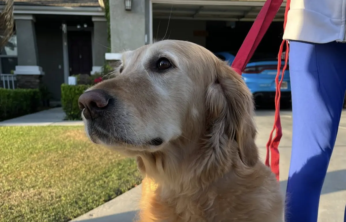 ▲美國加州一隻黃金獵犬在火場中成功救了全家，成為網友心目中的「最棒救火英雄」。（圖／翻攝自臉書粉專「Bakersfield Fire Department」）