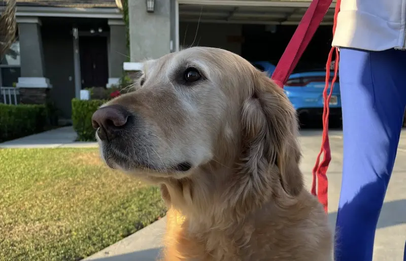 ▲美國加州一隻黃金獵犬在火場中成功救了全家，成為網友心目中的「最棒救火英雄」。（圖／翻攝自臉書粉專「Bakersfield Fire Department」）