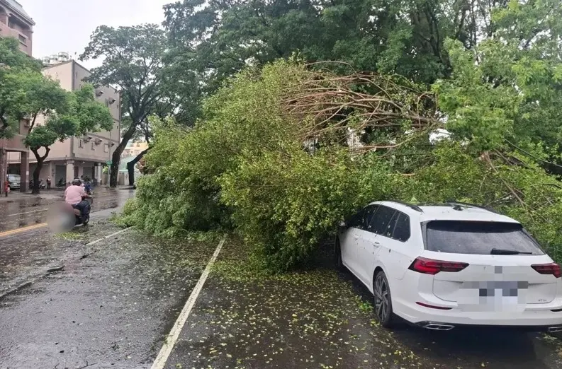 ▲ 高雄楠梓今（19）日下午突降暴雨、颳起強風，一棵路樹不敵風雨連根倒塌，砸中停在路邊的2輛轎車，所幸當時無人經過，未釀人員傷亡。（圖／翻攝畫面）