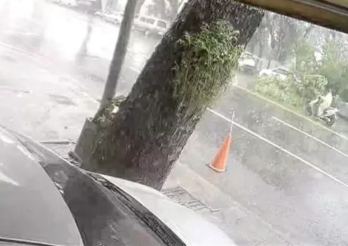 ▲ 高雄楠梓今（19）日下午突降暴雨、颳起強風，後勁地區一棵路樹不敵風雨連根倒塌，砸中停在路邊的2輛轎車，所幸當時無人經過，未釀人員傷亡。（圖／翻攝畫面）