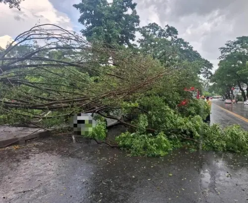 ▲ 高雄楠梓今（19）日下午突降暴雨、颳起強風，一棵路樹不敵風雨連根倒塌，砸中停在路邊的2輛轎車，所幸當時無人經過，未釀人員傷亡。（圖／翻攝畫面）