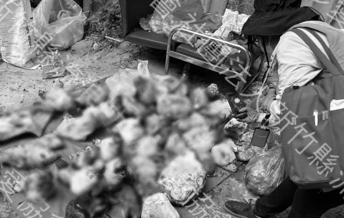 ▲現場查獲800公斤山羌、水鹿、山羊等遺體。（圖／新竹縣流浪動物珍愛協會提供）