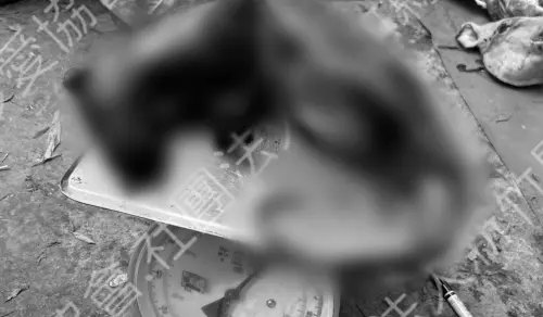 ▲全案朝向動物保護法、野生動物保育法偵辦。（圖／新竹縣流浪動物珍愛協會提供）