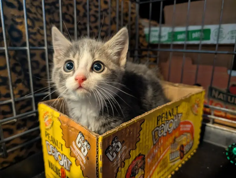 ▲美國紐約一隻受困地下管道的小貓靠著喵叫聲成功引來注意，經歷近18小時的努力後順利獲救。（圖／翻攝自臉書「John Debacker」）