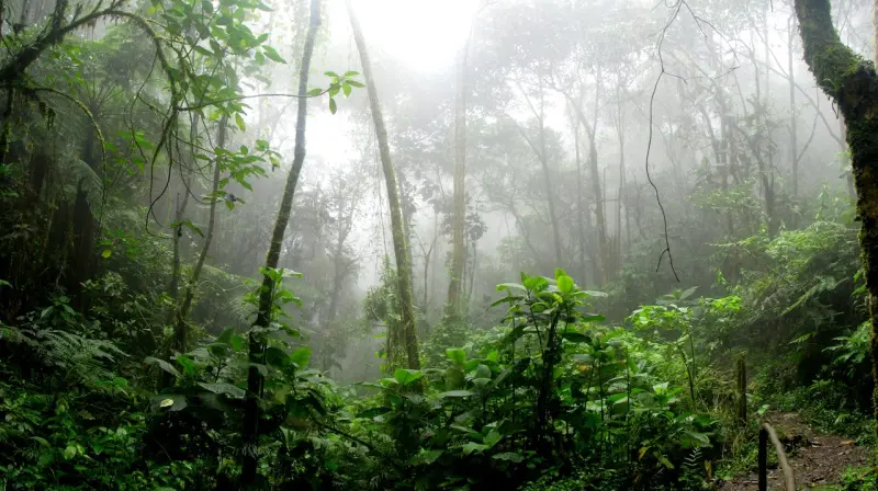 ▲每一年的6月22日就是世界雨林日（World Rainforest Day），熱帶雨林正是維繫地球氣候穩定、吸收二氧化碳的關鍵角色。（圖／Pexels）