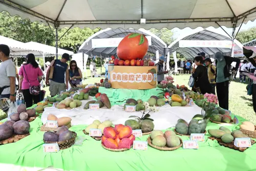 ▲台南市為芒果之鄉,芒果佔全台灣一半以上,生產的芒果種類有數十種。(圖/南市府提供) ▲台南市為芒果之鄉,芒果佔全台灣一半以上,生產的芒果種類有數十種。(圖/南市府提供)