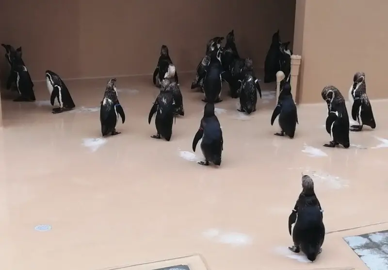 ▲近日一名日本網友在社群平台分享，茨城縣大洗水族館有一群企鵝，每天都會在閉館前自動排隊「下班」，場面井然有序、毫不拖延。（圖／取自X）