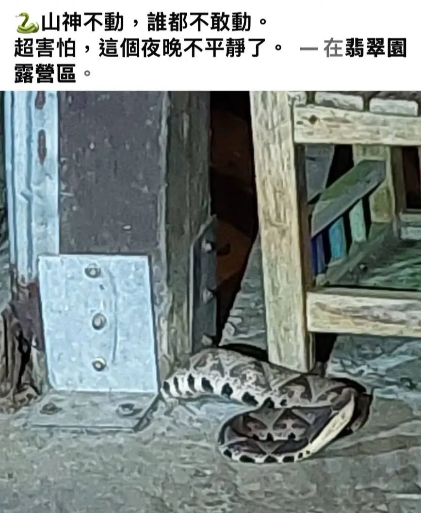 ▲有山友在露營社團發文指出，在山區看到罕見的百步蛇，並尊稱牠為「山神」，引發網友討論。(圖／翻攝臉書)