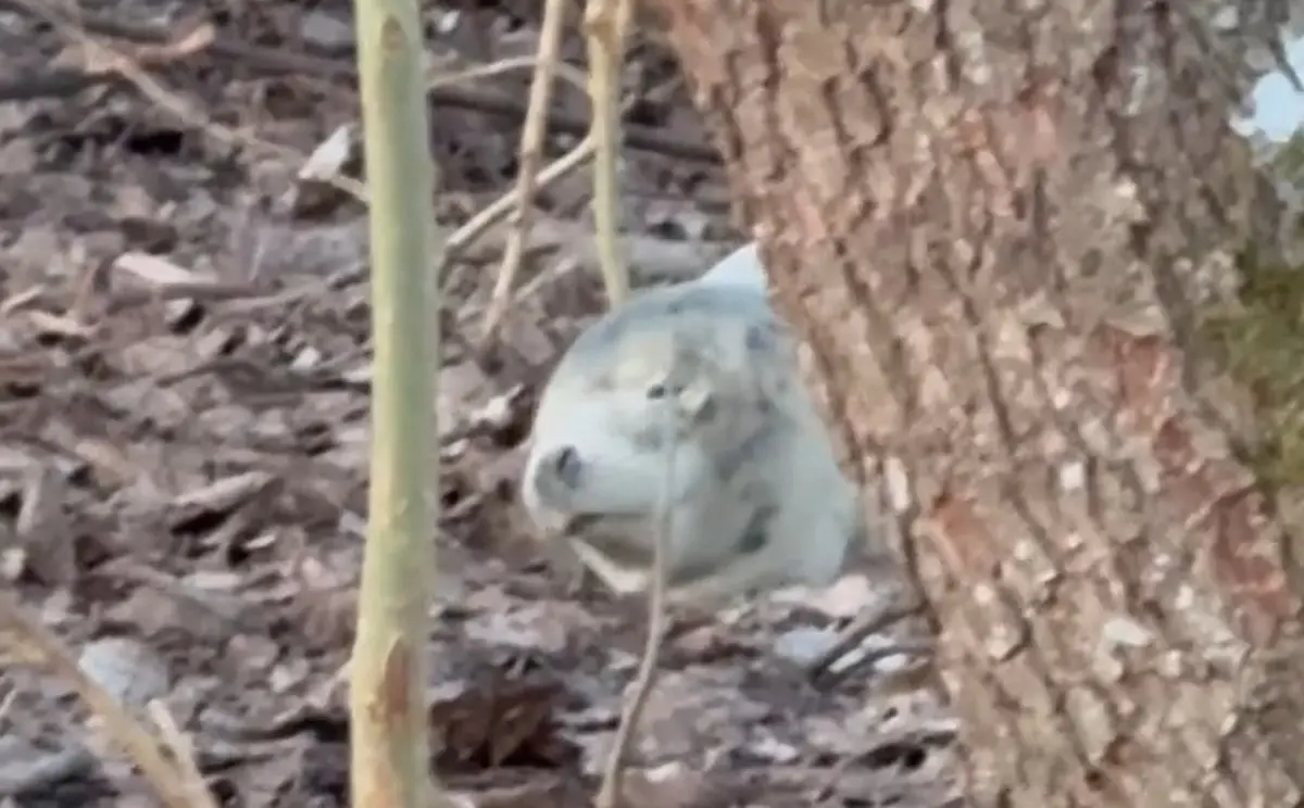 ▲有攝影師在森林拍照時，意外發現一顆「會呼吸的石頭」，其真實身分曝光後，也讓該名攝影師難以忘懷。（圖／IG@pataluth）