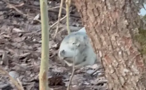 森林出現「會呼吸的石頭」！攝影師驚呆：這是奇蹟　罕見身分挖出
