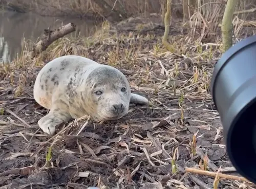 ▲（圖／IG@pataluth）