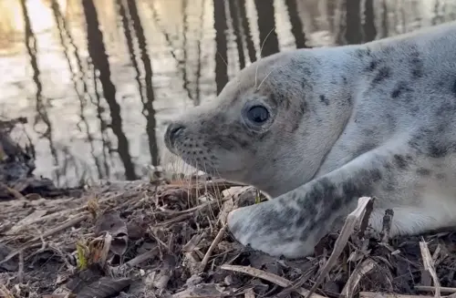 ▲（圖／IG@pataluth）