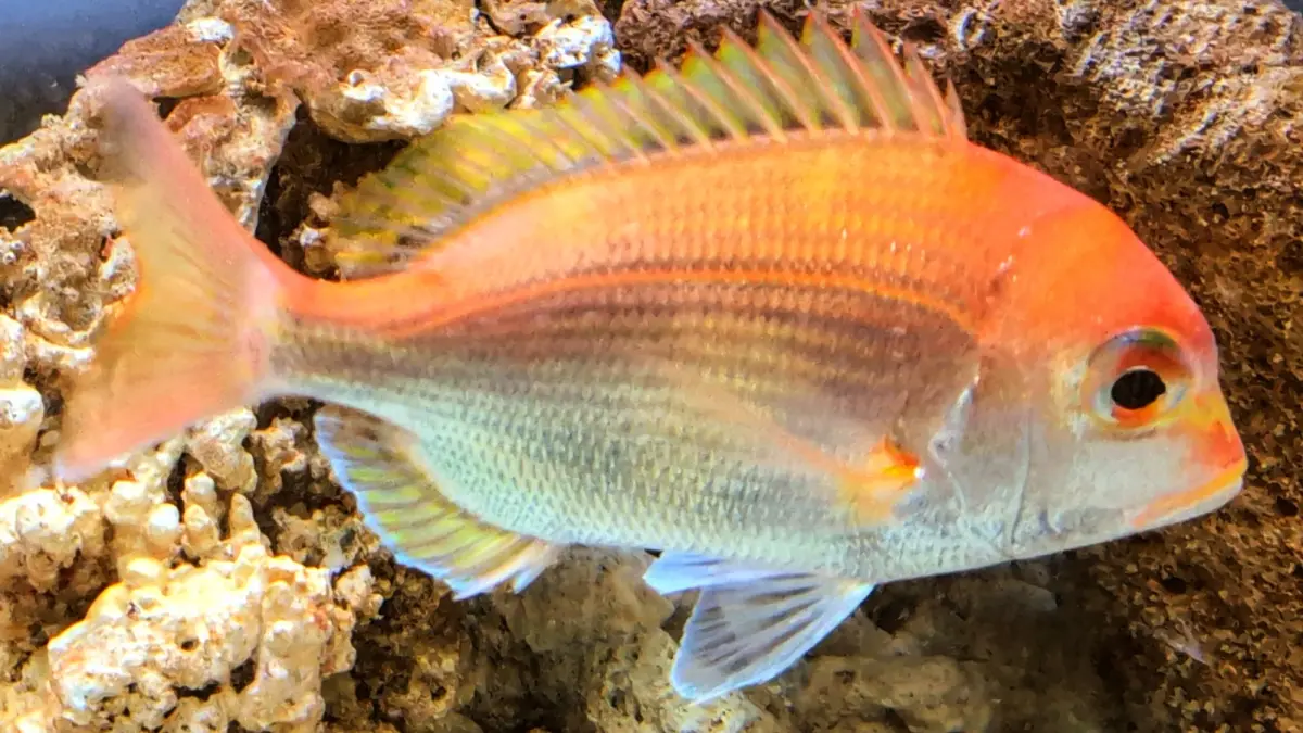 ▲蓄養於東港養殖研究中心的赤鯮種魚。（圖／水試所提供）