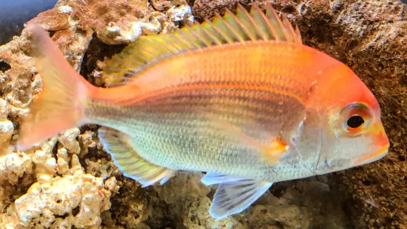 ▲蓄養於東港養殖研究中心的赤鯮種魚。（圖／水試所提供）