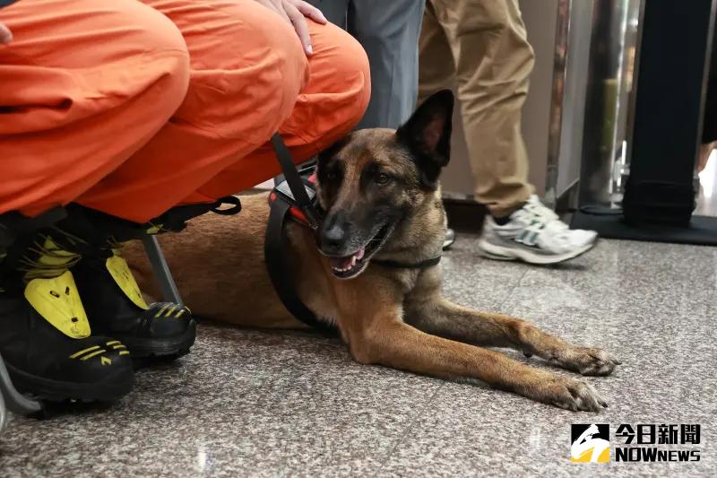 ▲每隻執勤犬每年保費為1萬3374元。(圖/記者吳翊緁攝)