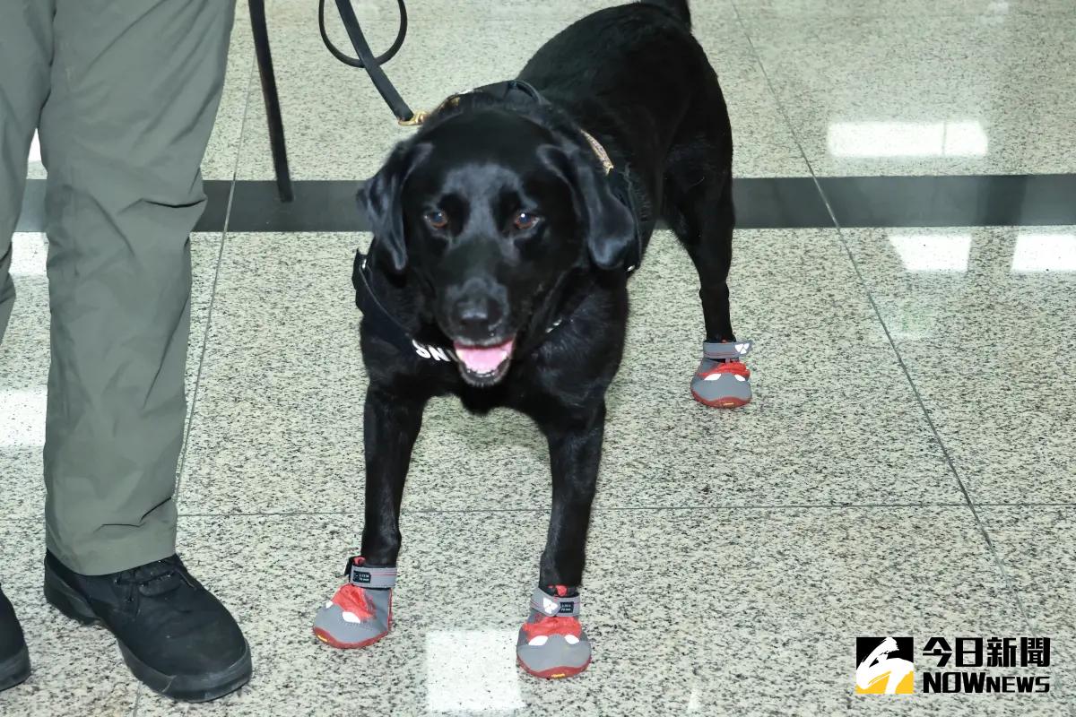▲為了保障「國家汪汪隊」，農業部以公私協力方式促成南山產物保險公司為執勤犬打造專屬保險保單。（圖／記者吳翊緁攝）
