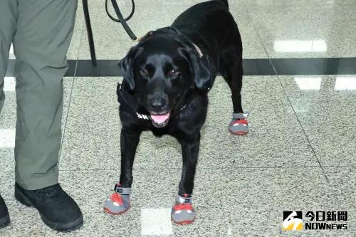 保障國家汪汪隊　執勤犬「專屬保險」上路

