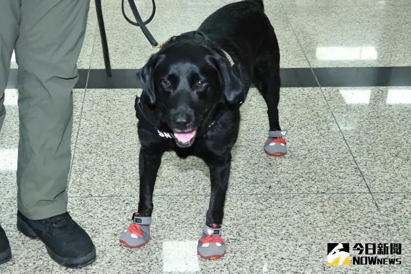 ▲為了保障「國家汪汪隊」，農業部以公私協力方式促成南山產物保險公司為執勤犬打造專屬保險保單。（圖／記者吳翊緁攝）