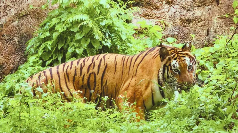 ▲來自六福村的孟加拉虎「二妞」探索展場環境。（圖／高市府觀光局提供）