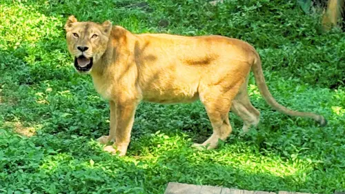 ▲來自六福村的非洲獅「布蕾」。(圖/高市府觀光局提供) ▲來自六福村的非洲獅「布蕾」。(圖/高市府觀光局提供)