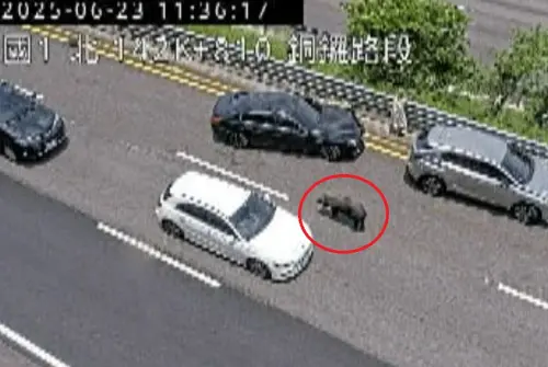 ▲運豬車69歲陳姓男駕駛說明，從三義要載19豬到苗栗肉品市場，不知道有一隻掉落，接獲警方通知才知道。（圖／翻攝自高速公路1968）