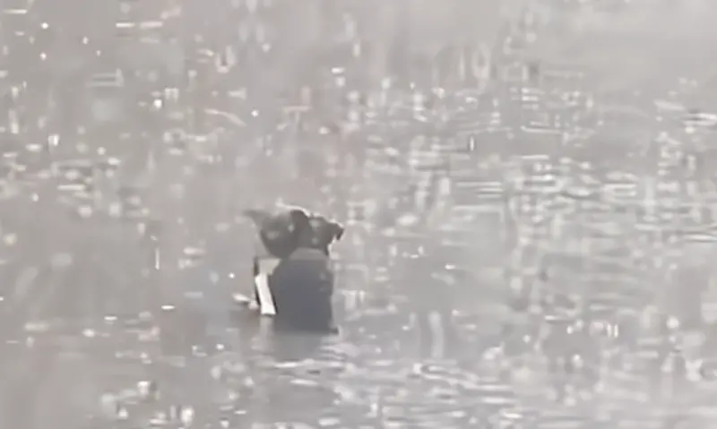 ▲兩隻年幼的流浪狗在馬路中央冒雨相擁的影片瘋傳。（圖／翻攝畫面）