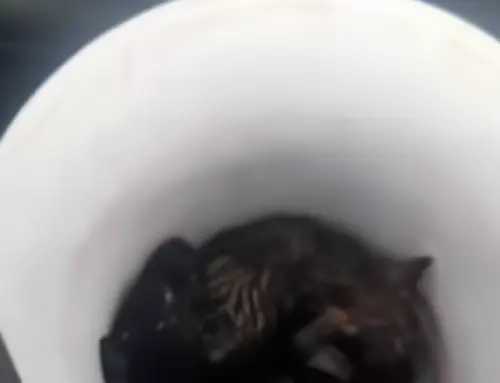 ▲吳先生把兩隻浪浪抱回車上,讓牠們脫離下著暴雨的危險馬路。(圖/翻攝畫面) ▲吳先生把兩隻浪浪抱回車上,讓牠們脫離下著暴雨的危險馬路。(圖/翻攝畫面)