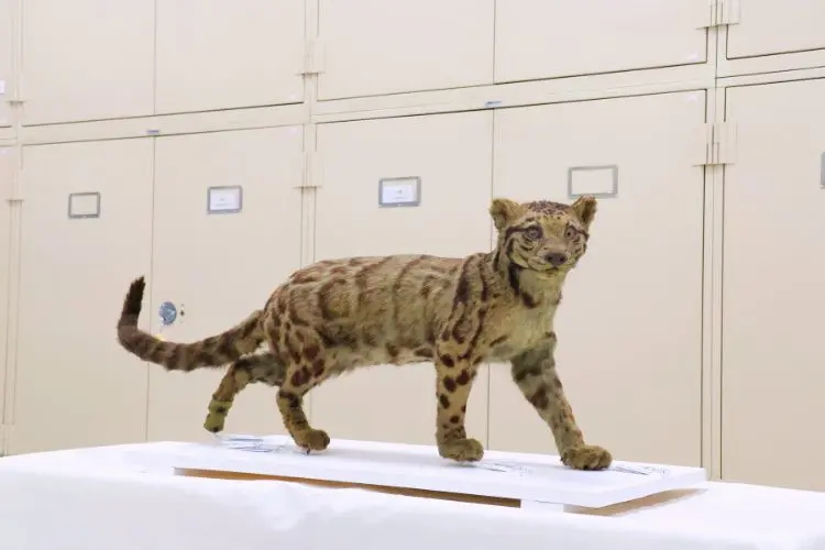 ▲臺灣雲豹標本狀態極為脆弱，因此僅能待在恆溫恆濕的蒐藏庫保存。（圖／林保署）